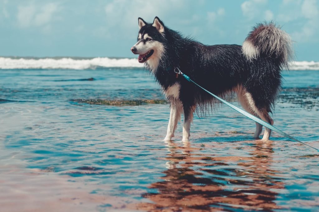 An Alaskan Malamute standing on the beach, its strong build and fur pattern reminiscent of wolf dog breeds.