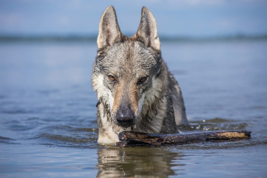 A Czechoslovakian Wolfdog enjoying the water by a blue lake, embodying the characteristics of wolf dog breeds.