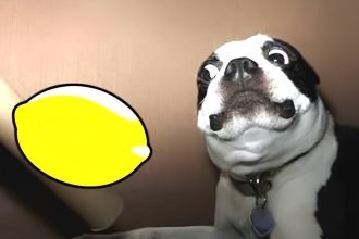 Dog Lemon Challenge Videos Playlist