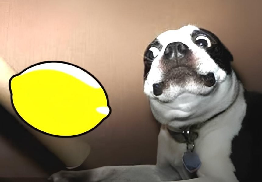 Dog Lemon Challenge Videos Playlist