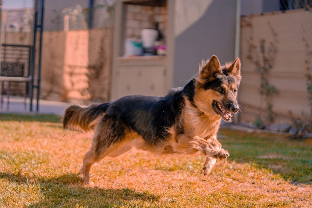 A German Shepherd mid-jump, showcasing its agility and strength, resembling one of the wolf dog breeds.