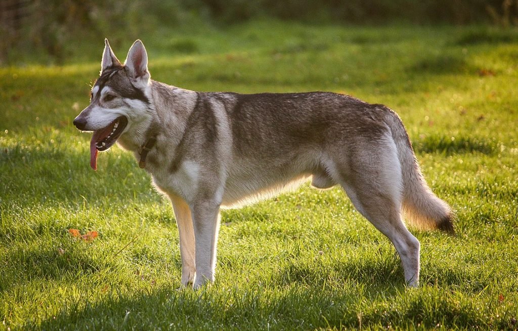 A Northern Inuit Dog stands tall in a grassy field, its gray coat, pointed ears, and bushy tail giving it a wolf-like appearance, representing one of the wolf dog breeds.