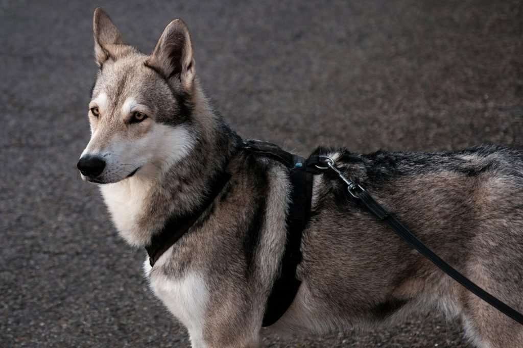 A Saarloos Wolfdog standing with a poised demeanor, showcasing its strong connection to wolf dog breeds.