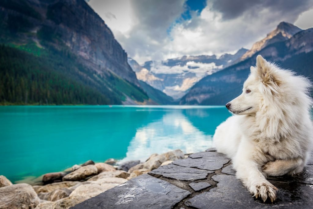 A beautiful Samoyed dog at Lake Louise, Canada, its fluffy white fur and wolf-like features connecting it to wolf dog breeds.