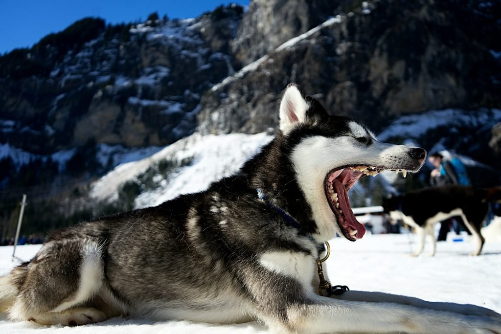 A husky yawning on the snow, its wolf-like features highlighting its connection to wolf dog breeds.