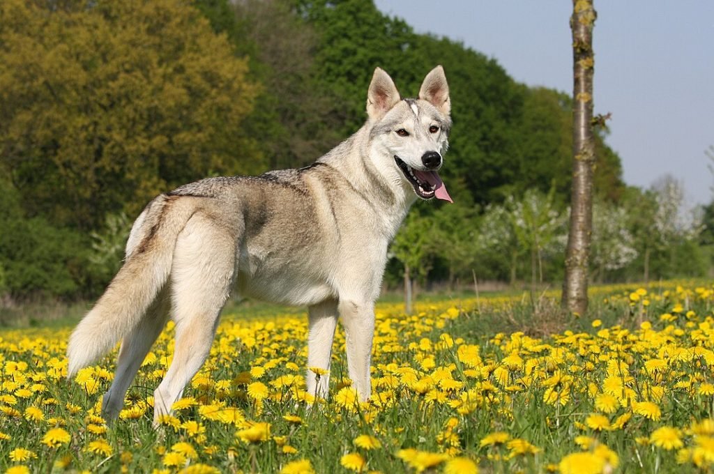 A Tamaskan dog standing on a sunny meadow, its appearance closely related to wolf dog breeds.