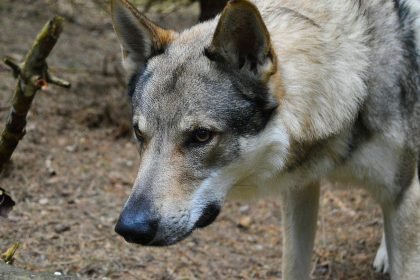 Wolf dog breeds German Shepherd