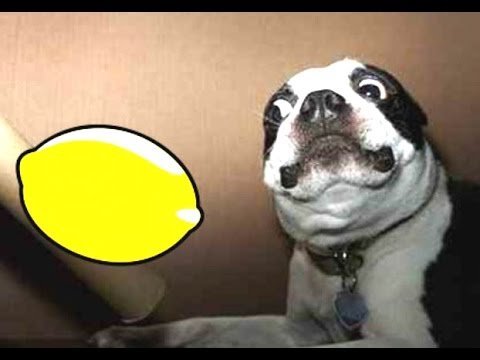 Most Funny Dogs Reacting To Lemons Compilation