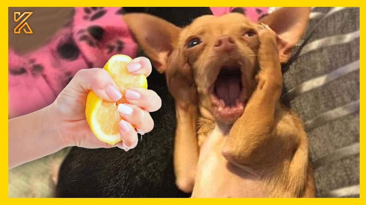 The Funniest Dogs React When They Try Lemons for the First Time