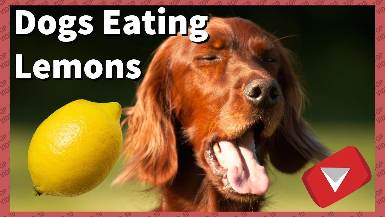 Dogs Trying Lemons For The First Time