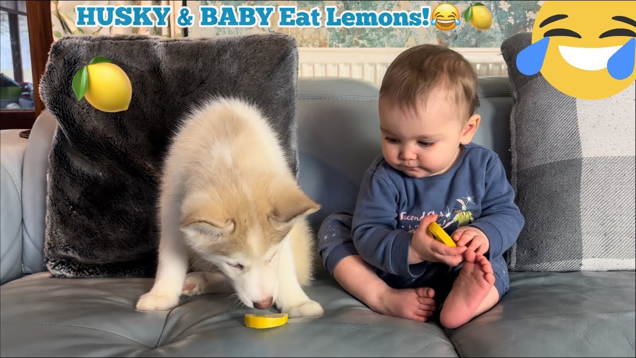 Baby & Husky Puppy Eat Lemon For The First Time!