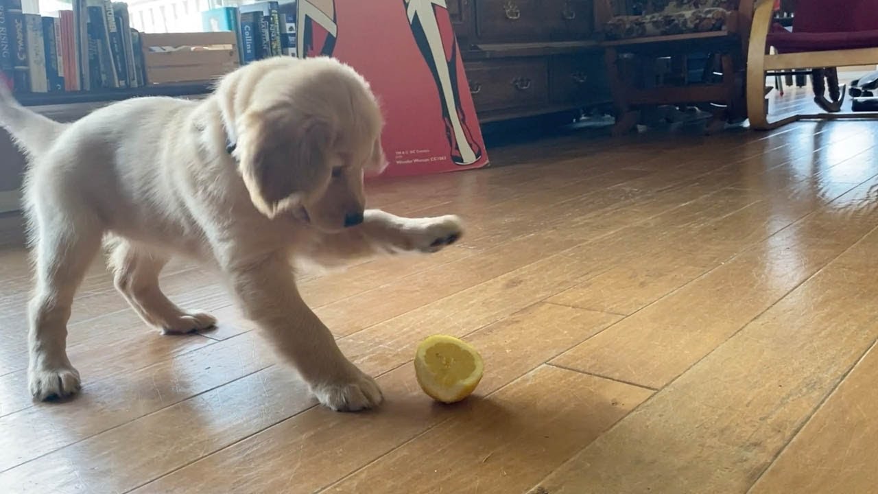 Adorable Puppy Experiences Lemon For First Time