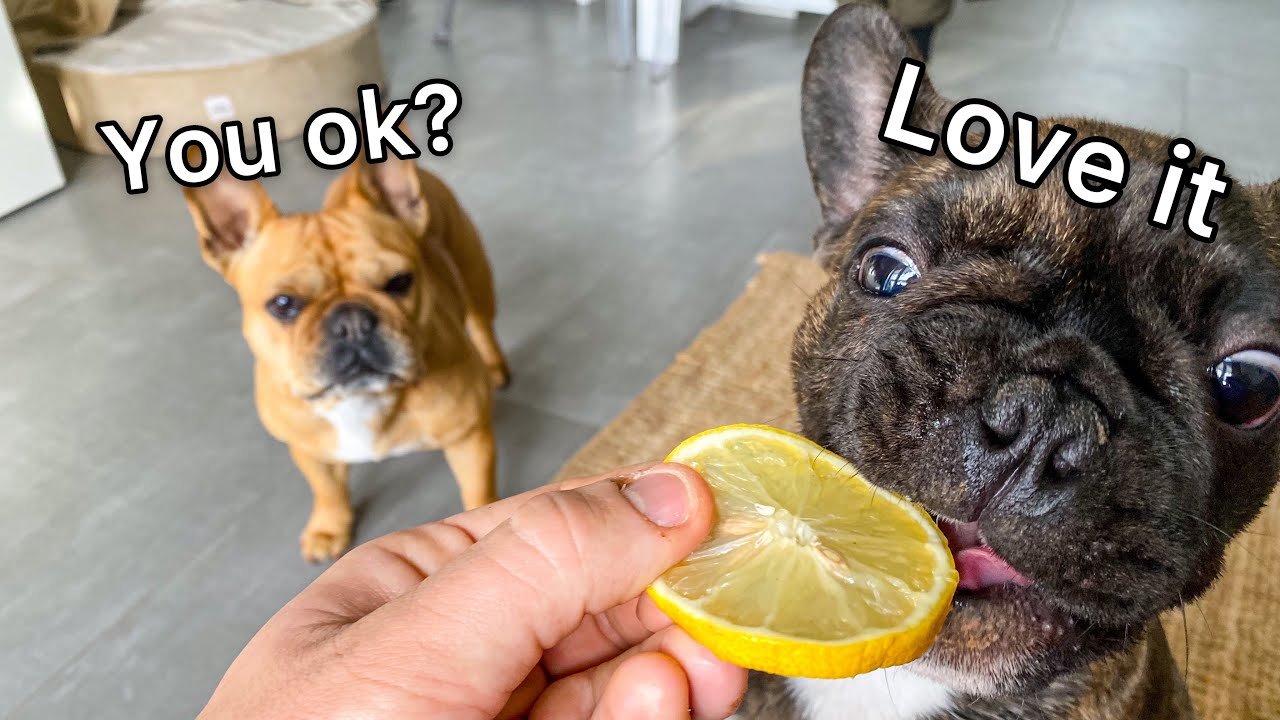 Puppy Dog Vs Lemon / Hilarious Reactions