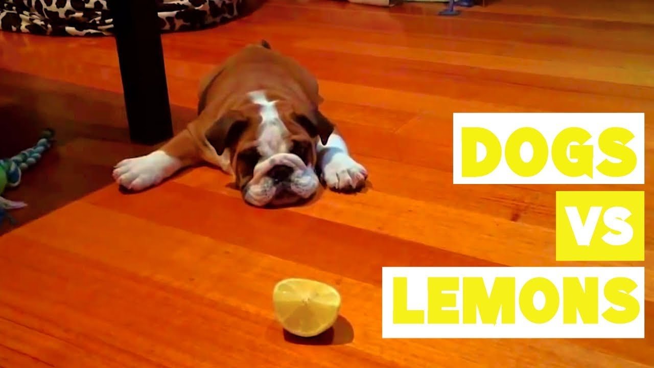 Dogs reacting to LEMONS Compilation