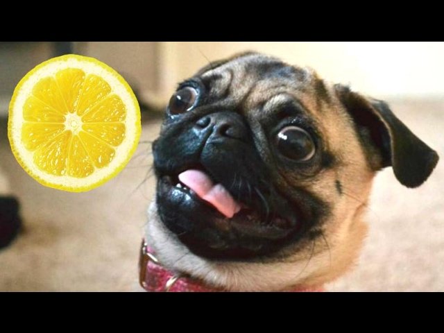 Funny Dogs And Puppies Reacting To Lemons