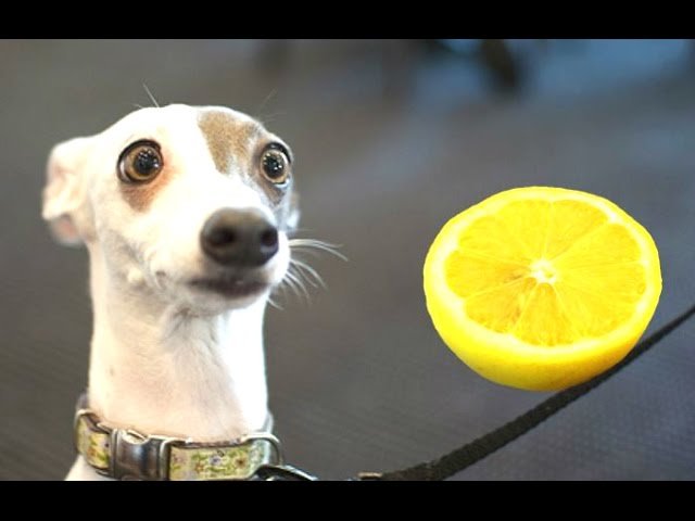 Funny Dogs Reacting To Lemons Compilation