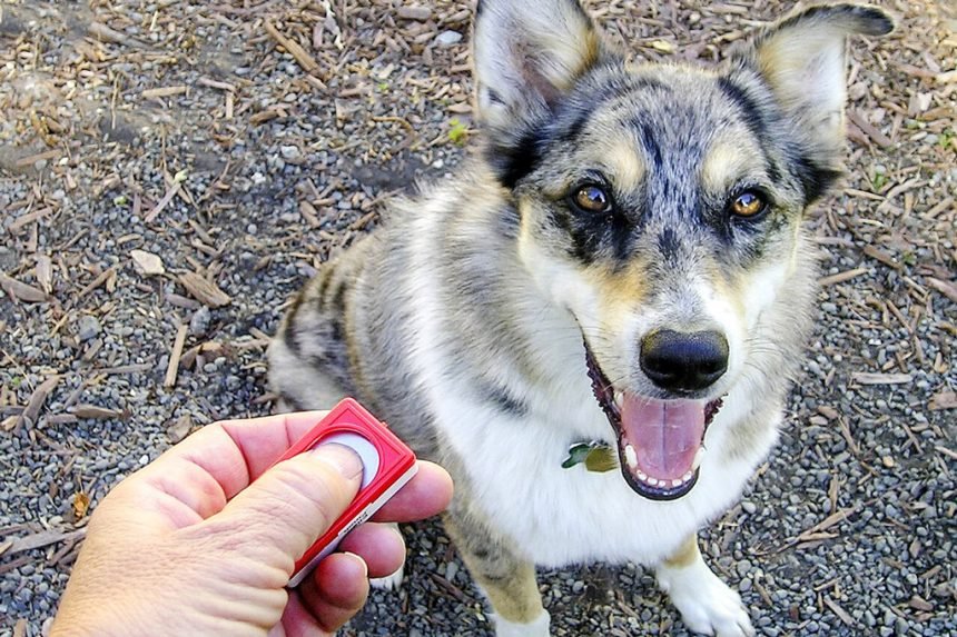 Dog owner's hand holding a red clicker while training his dog - Clicker Dog Training Videos