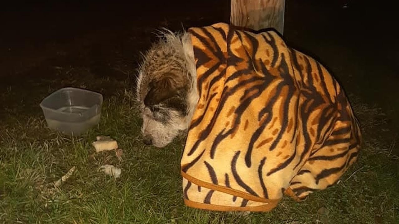 Rescue Poor Dog Abandoned in Night, Crying for Help