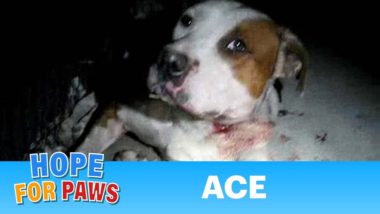 Ace - injured dog rescued last night by Eldad Hagar