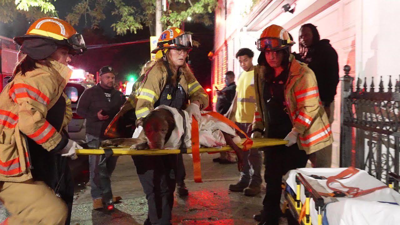 Dog Rescued at Queens 2-Alarm House Fire