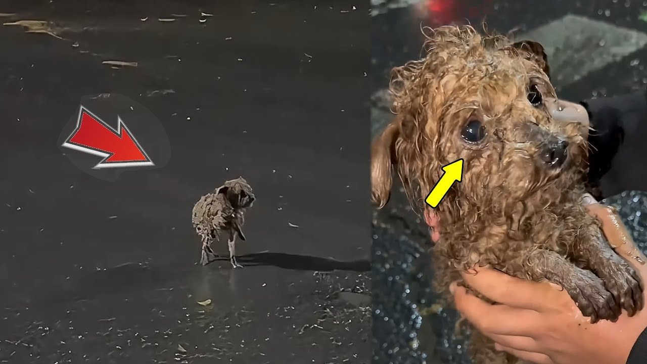 Teddy dog in night rain, tearfully seeks shelter from a man