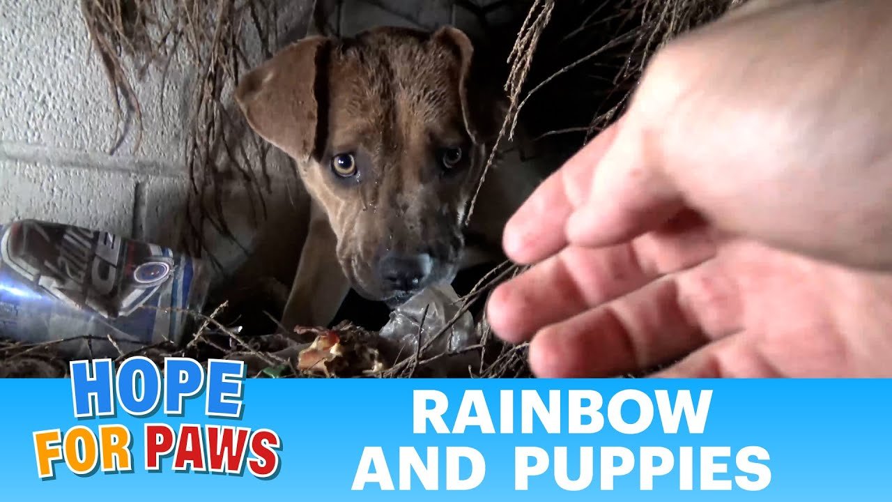 Homeless Pit Bull gives birth in a den during a massive rainstorm