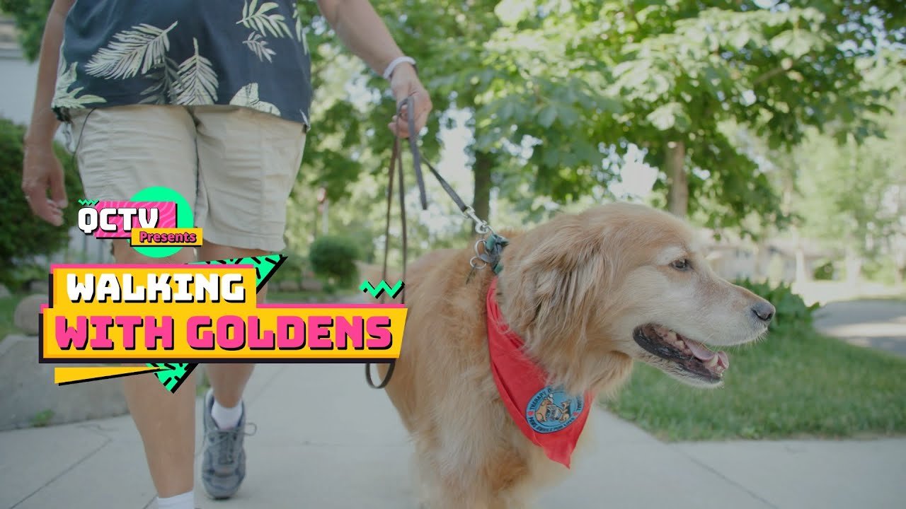 Walking with Goldens: A Therapy Dog Documentary