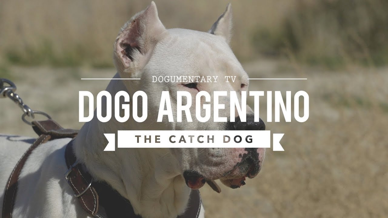 Hunting With Dogo Argentino