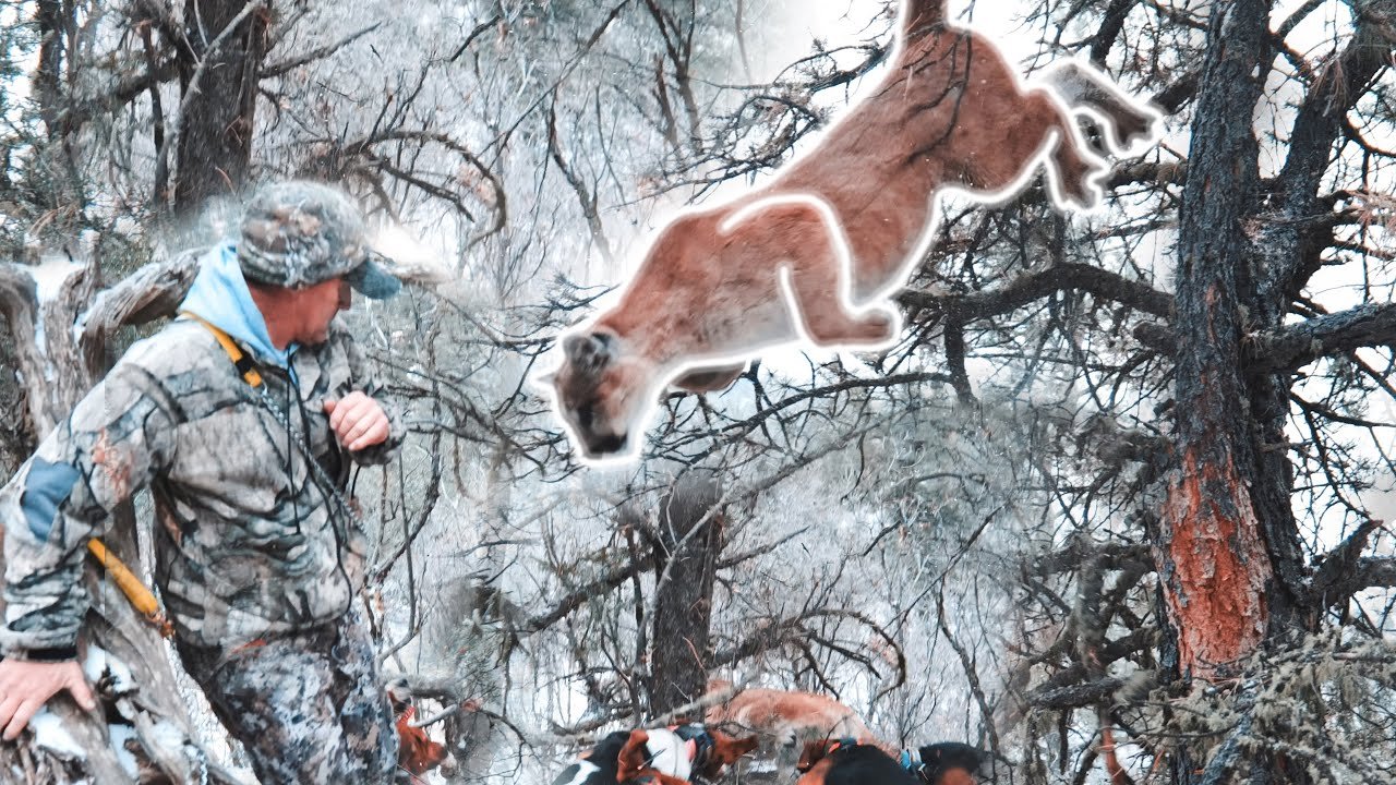 Mountain Lion HUNTING with Hounds!