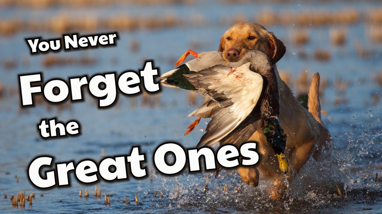 Duck Hunting Retrievers | Why we love them!