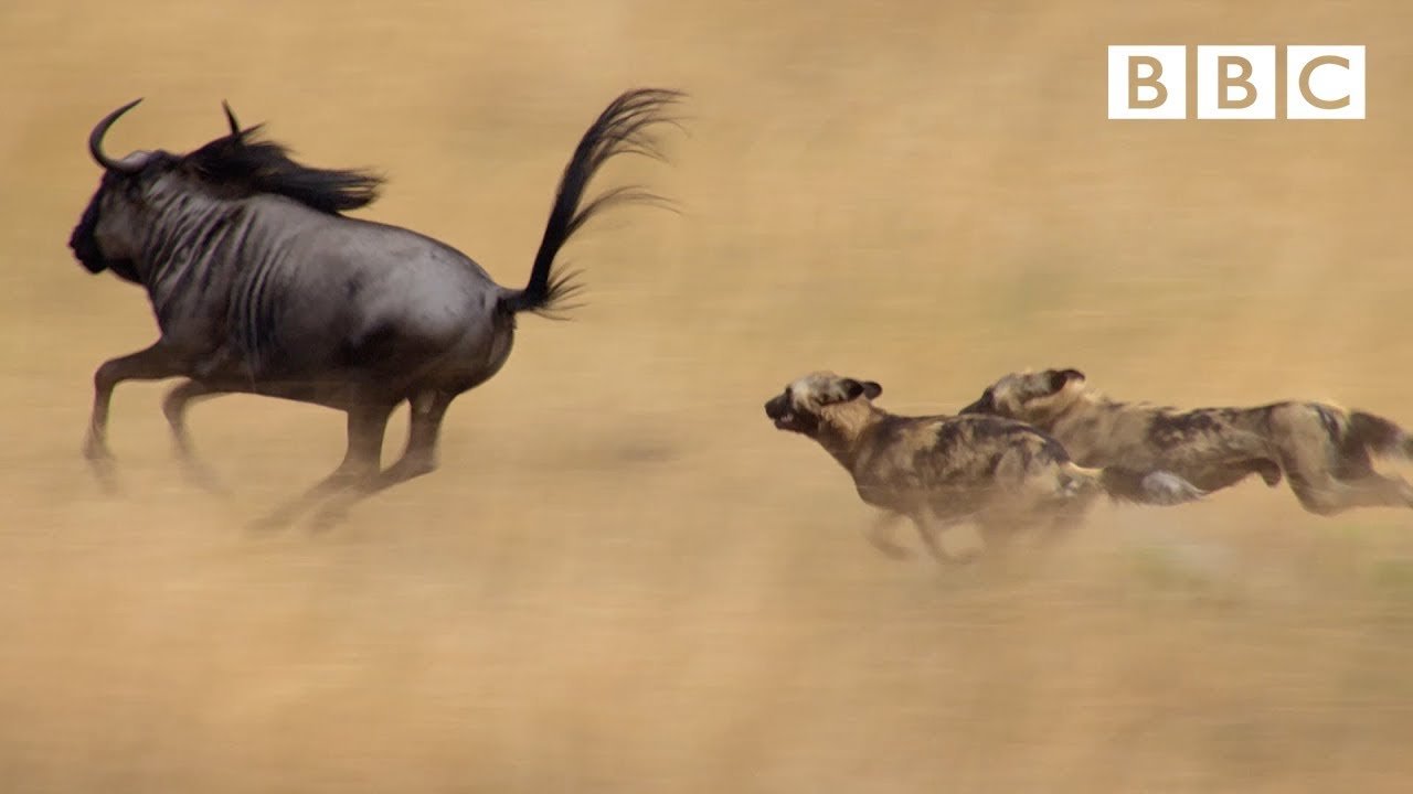 Wild dogs' AMAZING relay hunting strategy