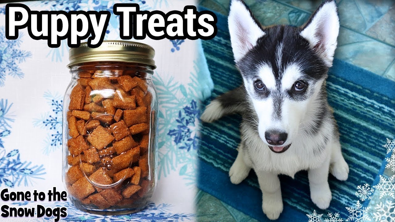 Puppy Training Treats | DIY Dog Treats