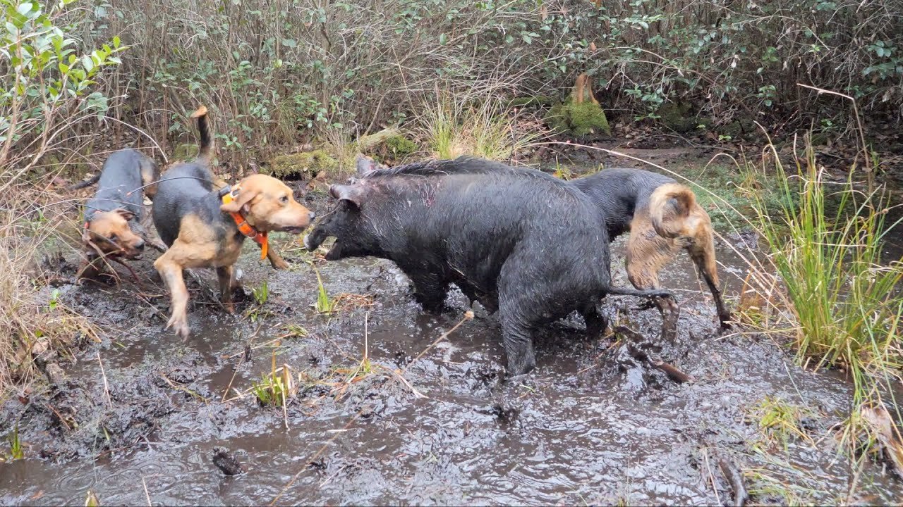 Hunting FERAL HOGS with Dogs!