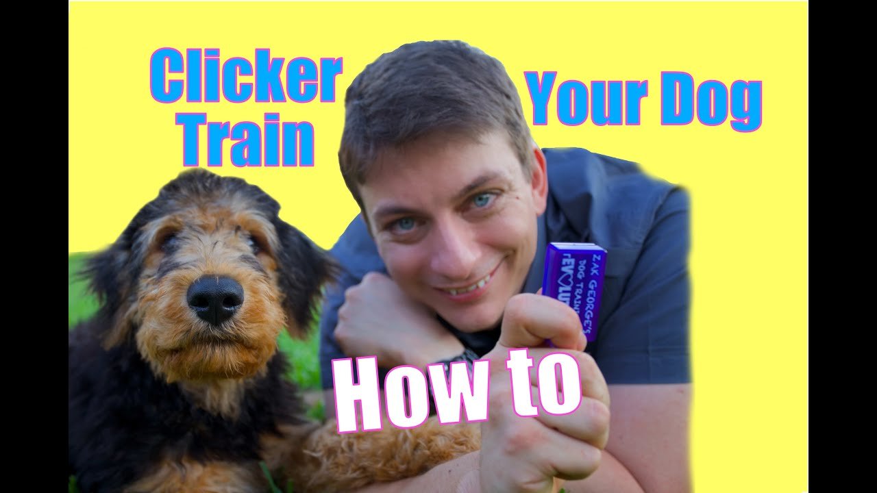 The FASTEST WAY to Teach your Dog to be AWESOME!