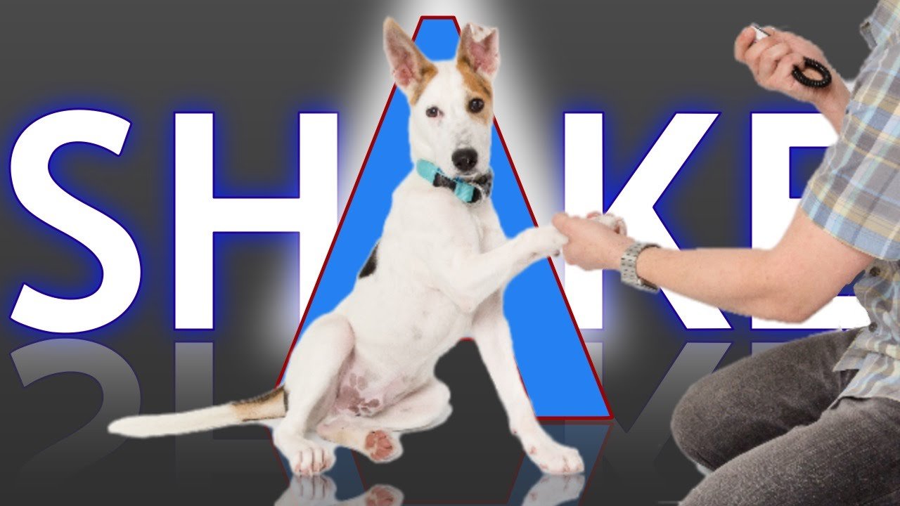 3 Ways to Teach your Dog How to Shake