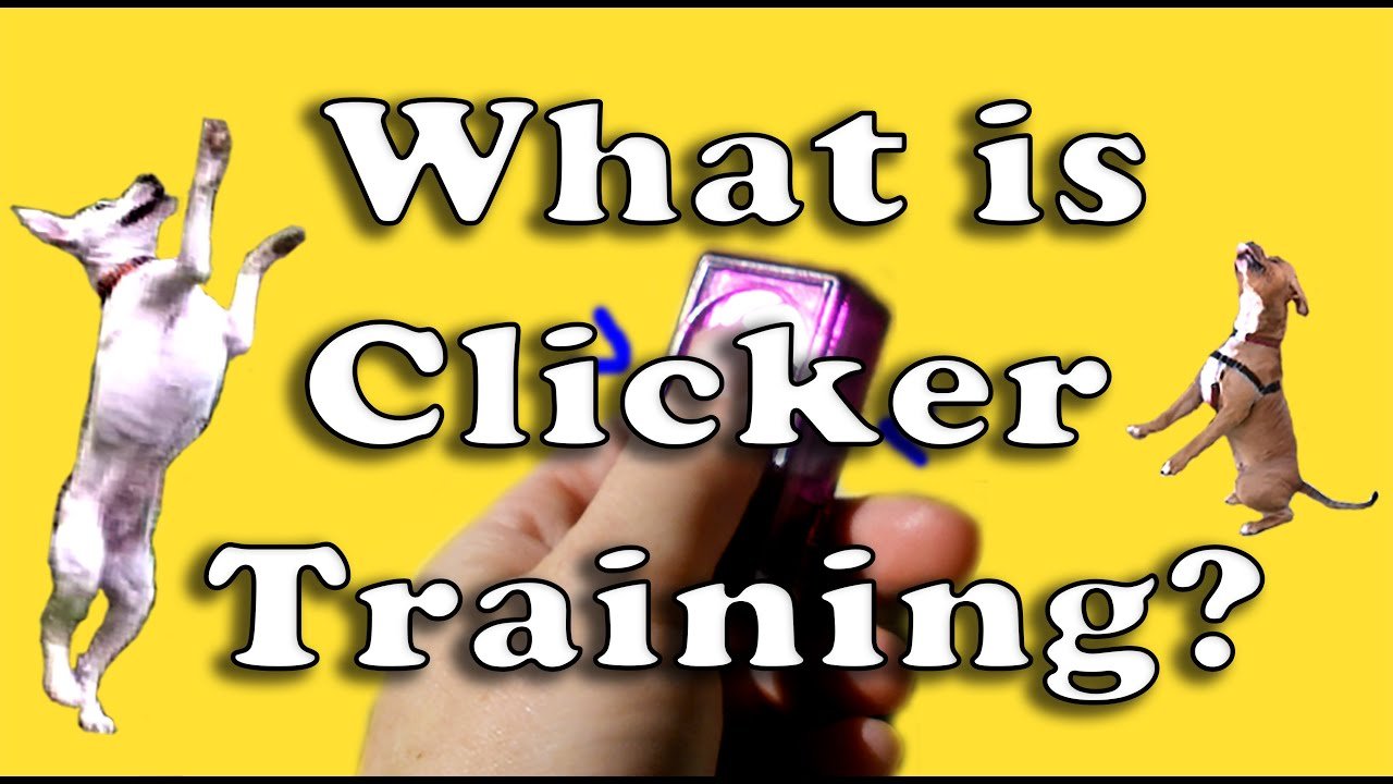 What is Clicker Training?