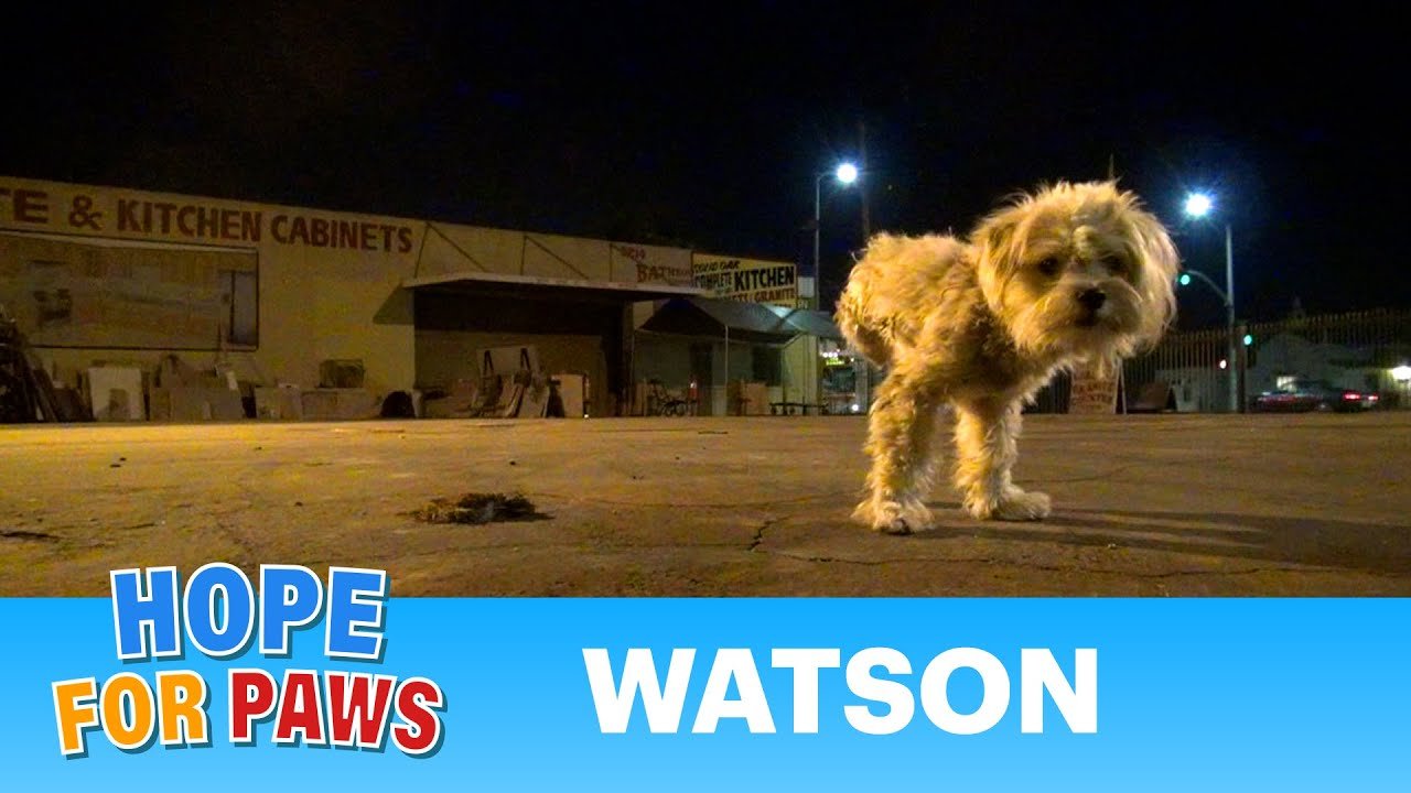 Dog rescue: Watson, the three legged dog