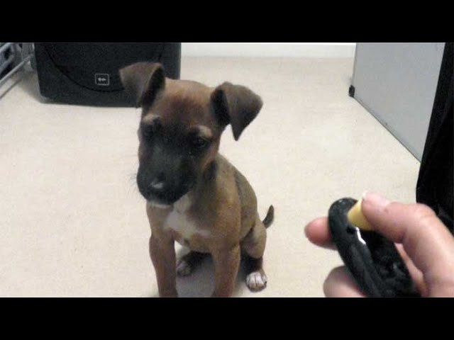 Puppy's first clicker training lesson