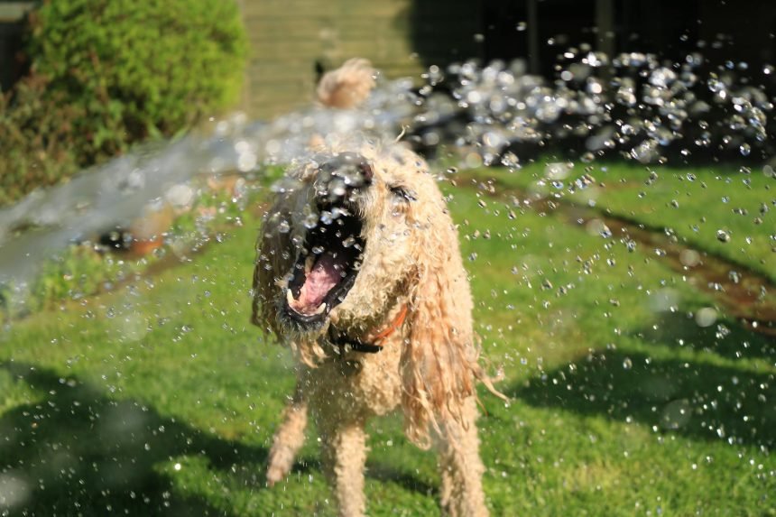 Long-coated dog enjoying refreshing water streams on green grass - Prevent dehydration in dogs with essential care tips