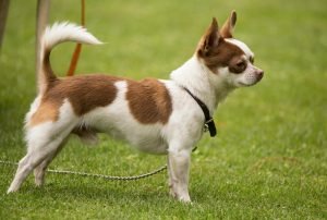 Adorable small Chihuahua with a curled tail standing on a green lawn for the Guess the Dog Breed by Its Tail quiz.