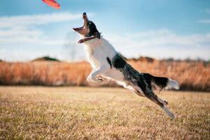 Border Collie energetically jumping on a grassy field for the Guess the Dog Breed by Its Tail quiz.