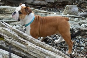 Photo of a brown and white Bulldog standing confidently on top of a pile of wood for the Guess the Dog Breed by Its Tail quiz.