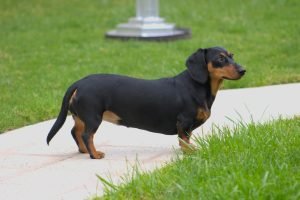 Close-up shot of a Dachshund with its long body and short legs clearly visible for the Guess the Dog Breed by Its Tail quiz.