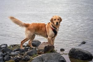 Brown Golden Retriever standing proudly on a rock near a body of water for the Guess the Dog Breed by Its Tail quiz.