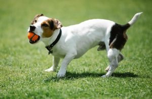 Jack Russell Terrier with a ball in its mouth, happily playing on a meadow for the Guess the Dog Breed by Its Tail quiz.