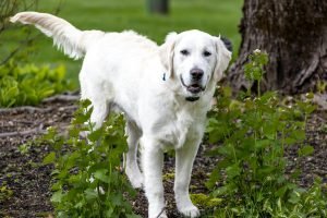 Labrador Retriever standing near lush green plants for the Guess the Dog Breed by Its Tail quiz.