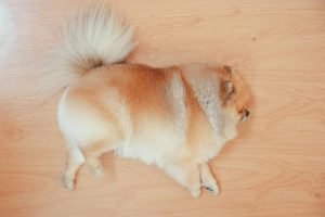 Fluffy Pomeranian lying down on a wooden floor, captured from an overhead angle for the Guess the Dog Breed by Its Tail quiz.