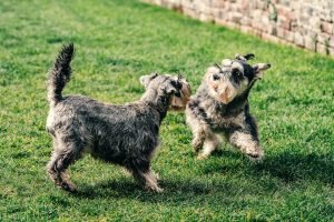 Photo of two playful Schnauzers frolicking on a grassy lawn for the Guess the Dog Breed by Its Tail quiz.