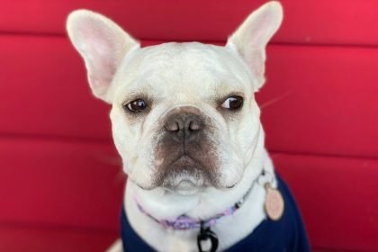 Adorable French Bulldog giving the side eye, perfect inspiration for cute names for white male dogs.