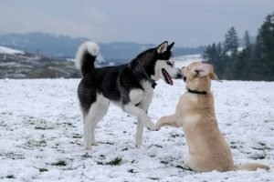 Adult black and white Siberian Husky standing beside a short-coated brown dog for the Guess the Dog Breed by Its Tail quiz.